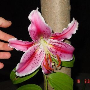 Meet your Posher, Patrick